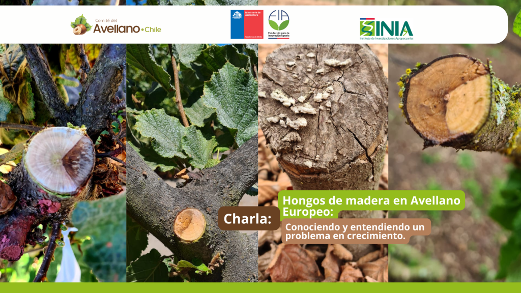 Charla Virtual : Hongos de madera en Avellano Europeo: conociendo y entendiendo un problema en crecimiento.
