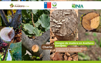 Charla Virtual : Hongos de madera en Avellano Europeo: conociendo y entendiendo un problema en crecimiento.