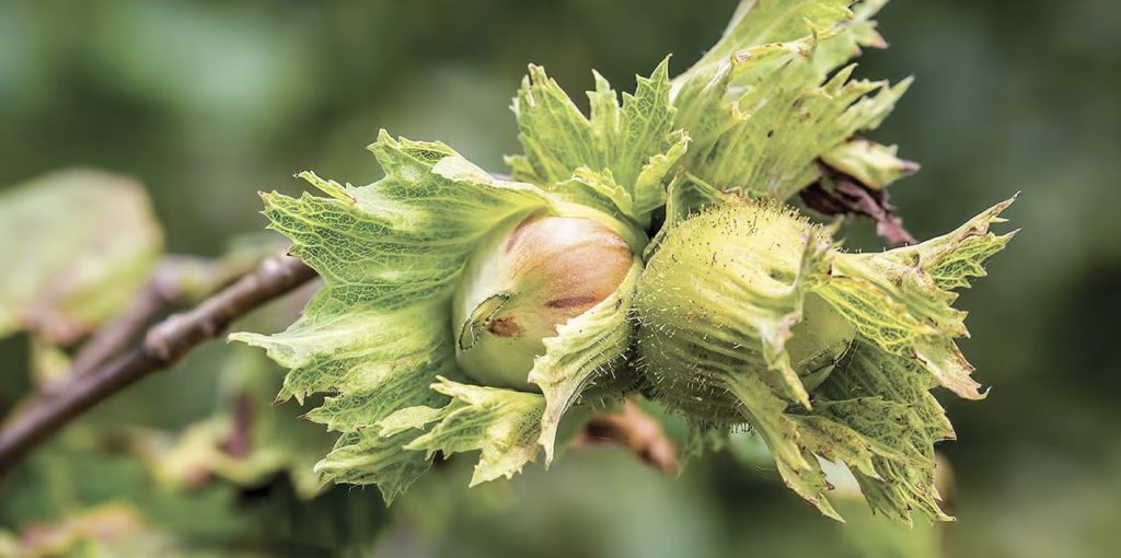 Ferrero lanza nuevos compromisos de sostenibilidad de la avellana, basándose en logros de 3 años