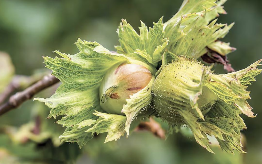 Ferrero lanza nuevos compromisos de sostenibilidad de la avellana, basándose en logros de 3 años