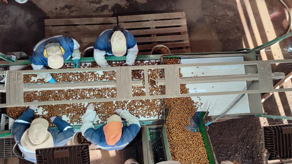 Récord de Producción de Avellano Europeo Impulsa Cambios en la Industria