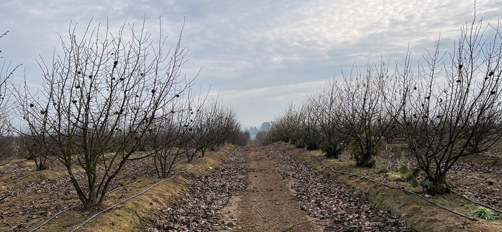 Científicos de INIA intensifican lucha contra hongos de la madera que amenazan al Avellano Europeo