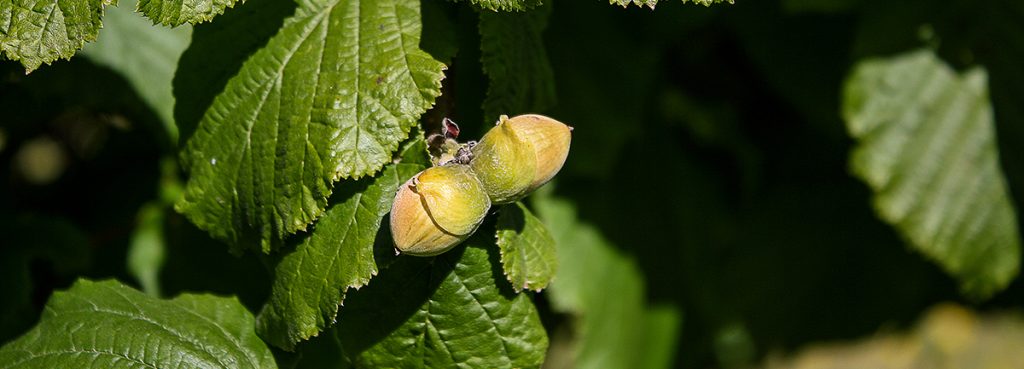 Comité del Avellano conforma nueva mesa técnica  con representación regional