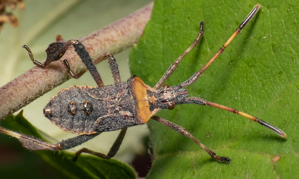 Chinche pata de hoja tensiona la temporada