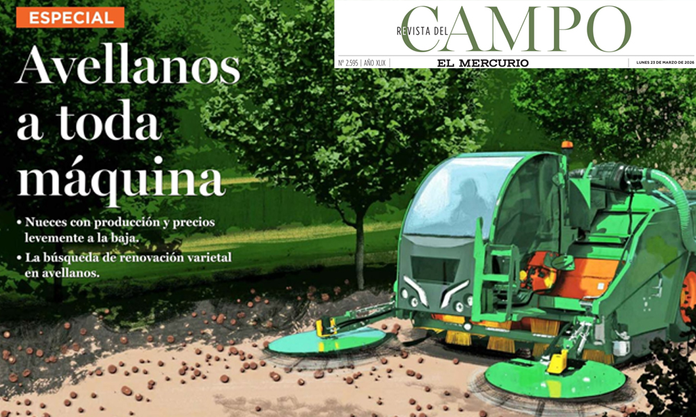 Avellanos en Chile: expansión, nuevos actores y desafíos marcan la temporada