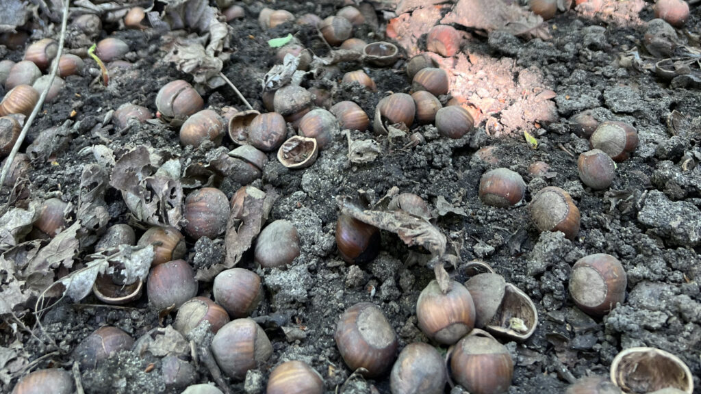 Menor producción y alta incertidumbre marcan la cosecha de avellanas en el Valle Inferior de Río Negro (Argentina)