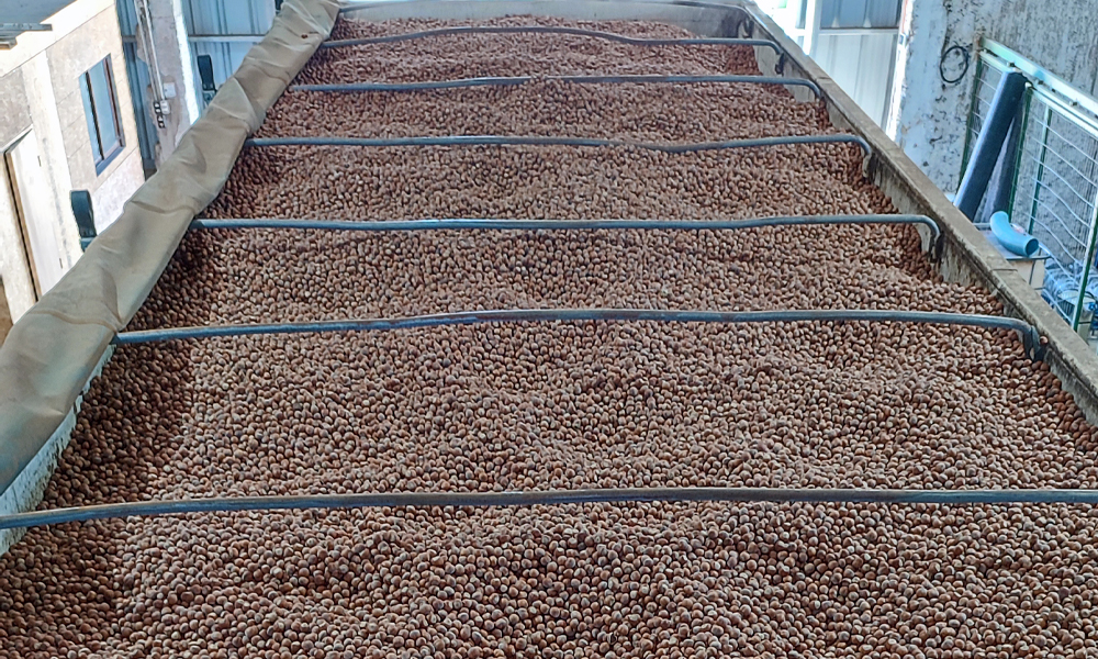Mercado global de avellanas enfrenta fuerte ajuste por caída productiva en Turquía