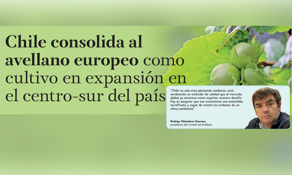 Avellano europeo gana terreno en Chile y proyecta un crecimiento clave para el agro del centro-sur